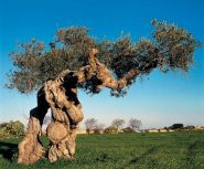 Eeuwenoude olijfboom